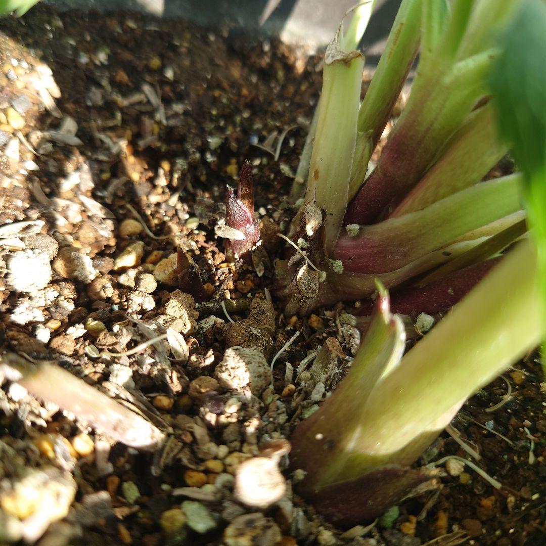 ☀️ クリスマスローズ開花株☀️ 4.5号ロング鉢植え ☀