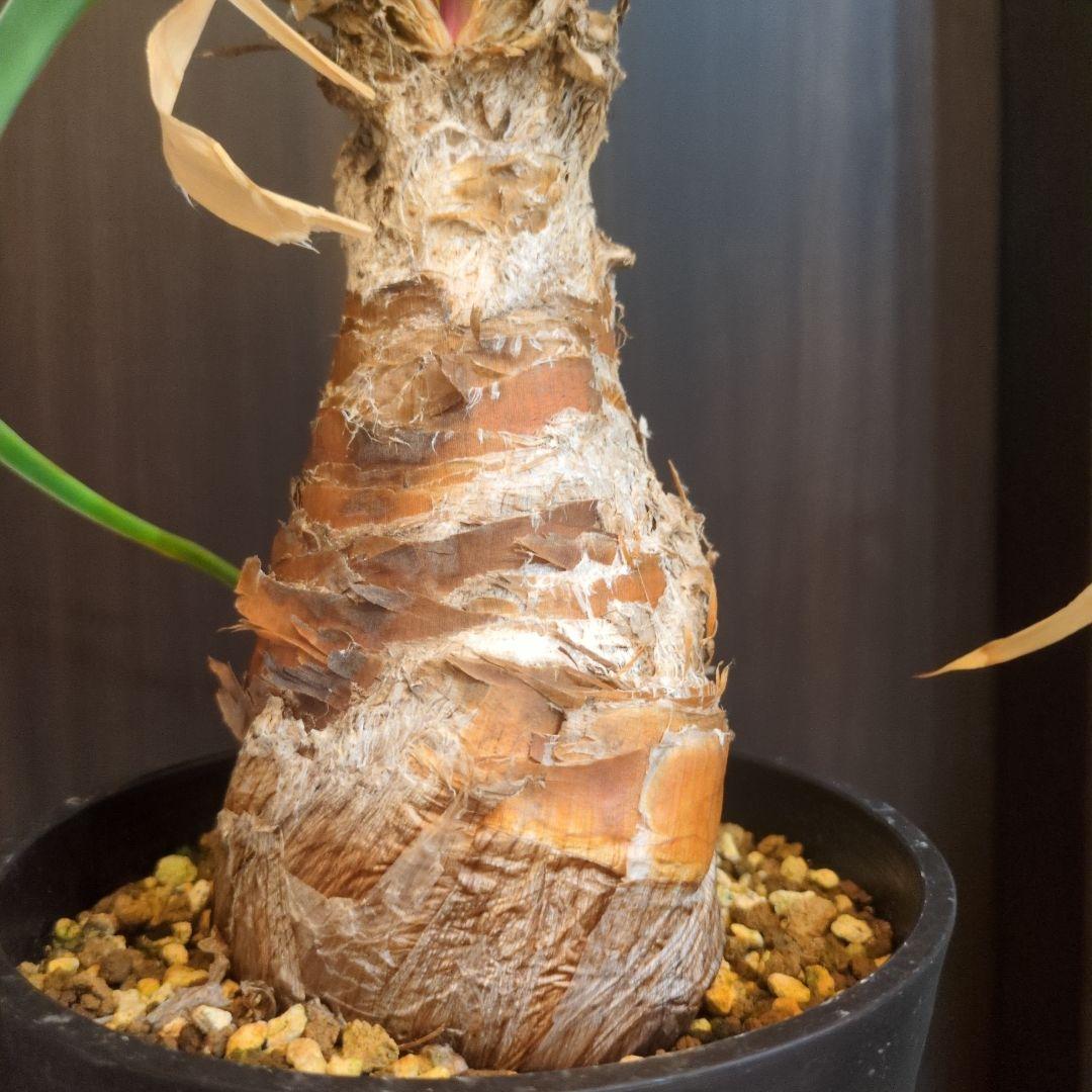 ブーファン ディスティチャ　塊根植物　塊根　多肉植物　コーデックス