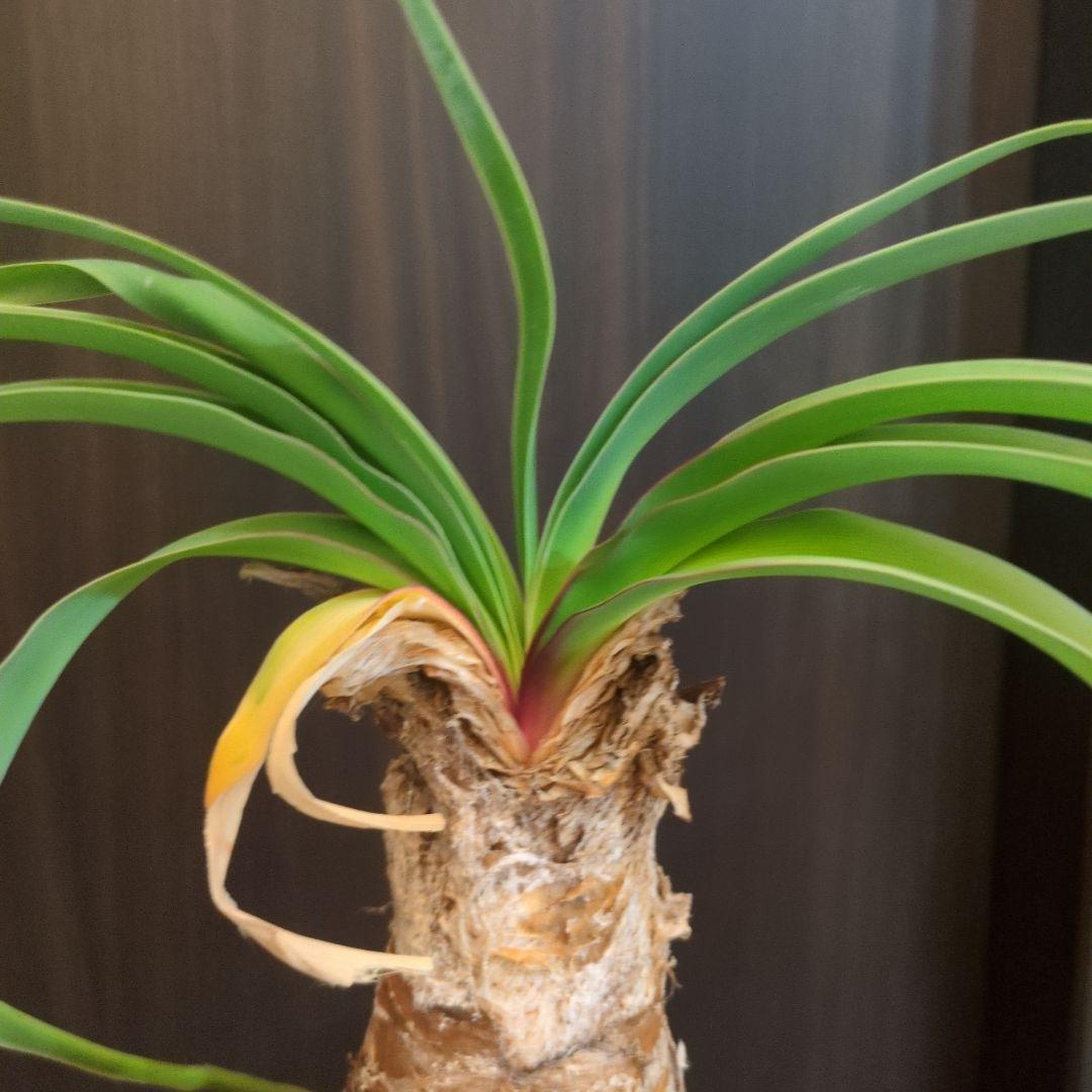 ブーファン ディスティチャ　塊根植物　塊根　多肉植物　コーデックス