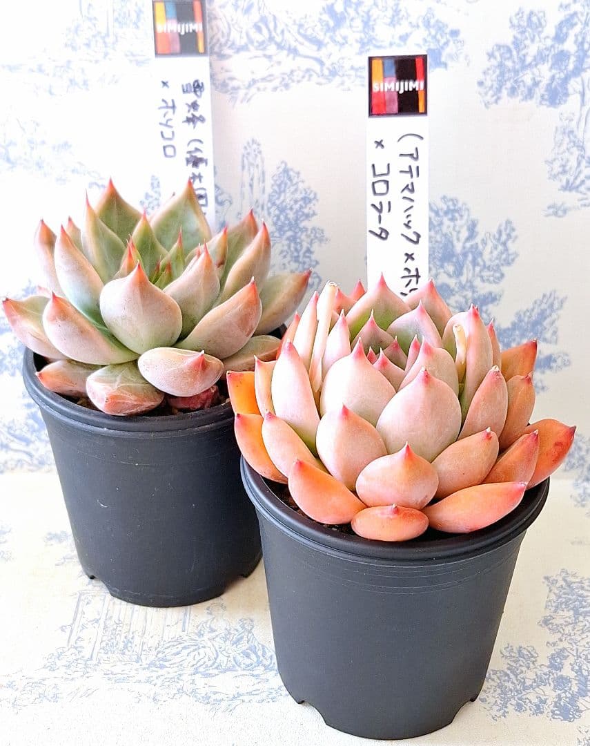 (アテマハック×ホリコロ)×コロラータ他2点バラ売り不可simijimiさん苗