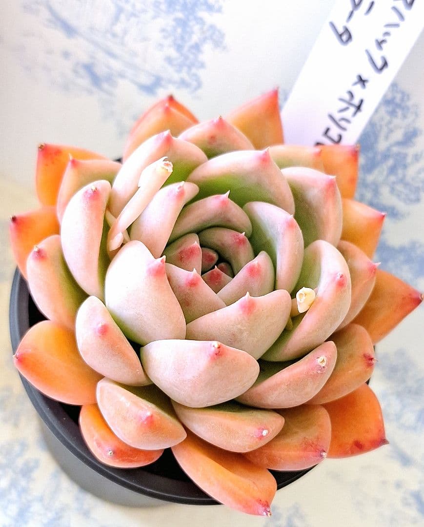 (アテマハック×ホリコロ)×コロラータ他2点バラ売り不可simijimiさん苗