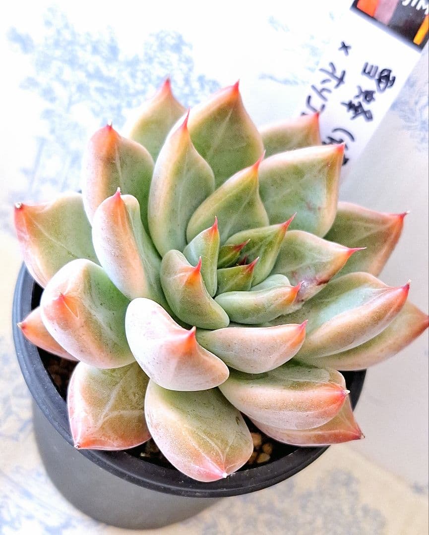 (アテマハック×ホリコロ)×コロラータ他2点バラ売り不可simijimiさん苗