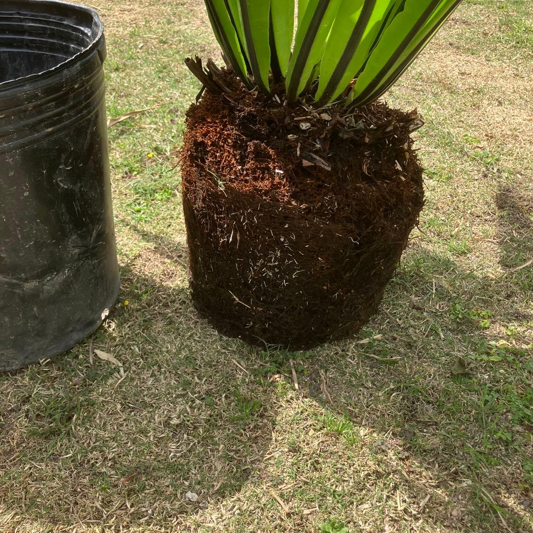 オオタニワタリ