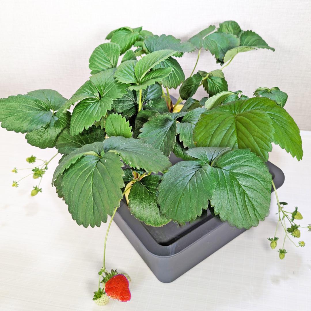 3セット！水耕栽培キット 水耕栽培器（10穴) 大