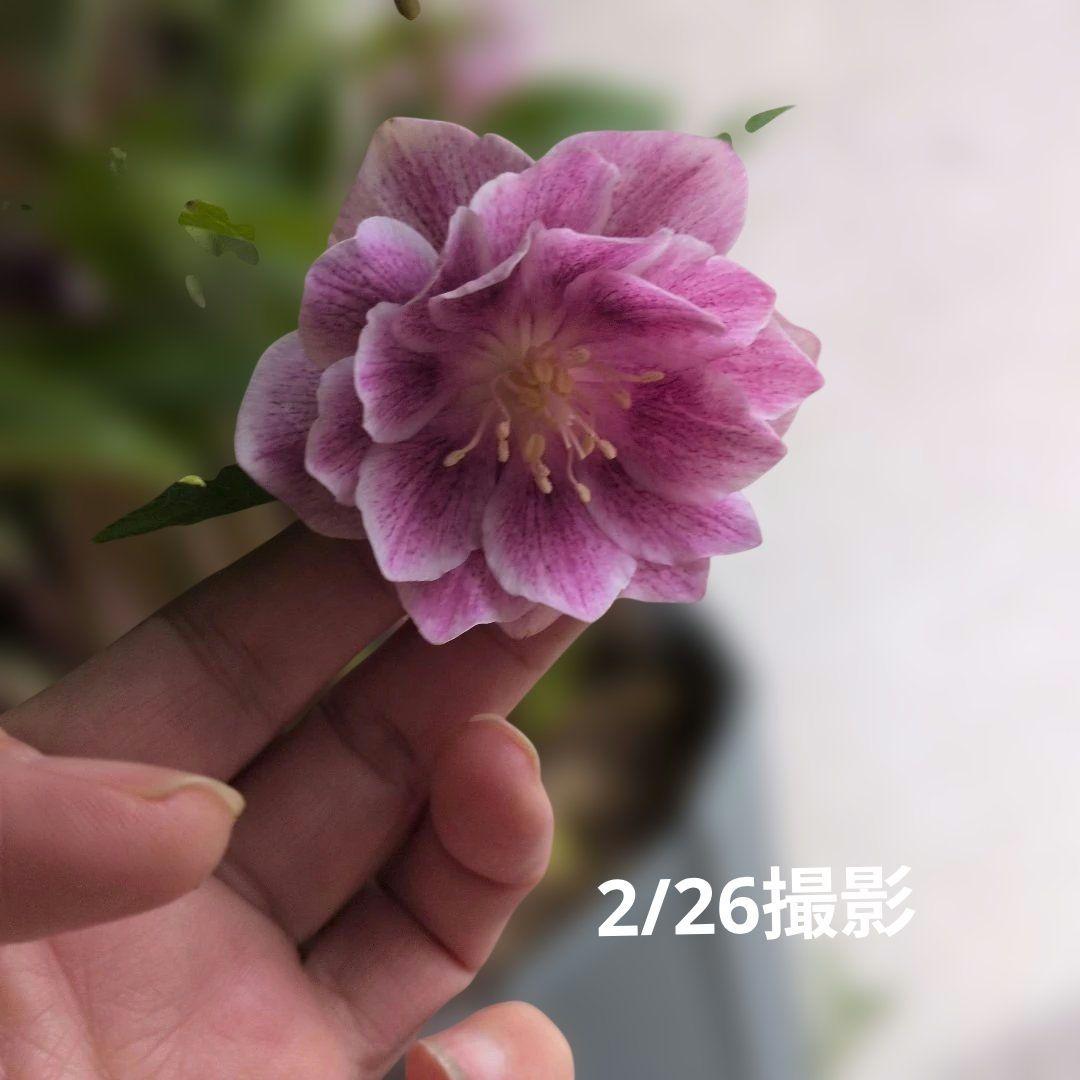 ✿広瀬✿オーレアグラデクリスマスローズ苗開花株・送料無料