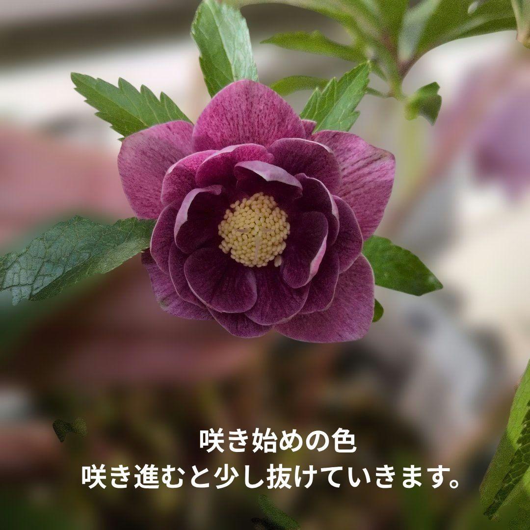 ✿広瀬✿オーレアグラデクリスマスローズ苗開花株・送料無料