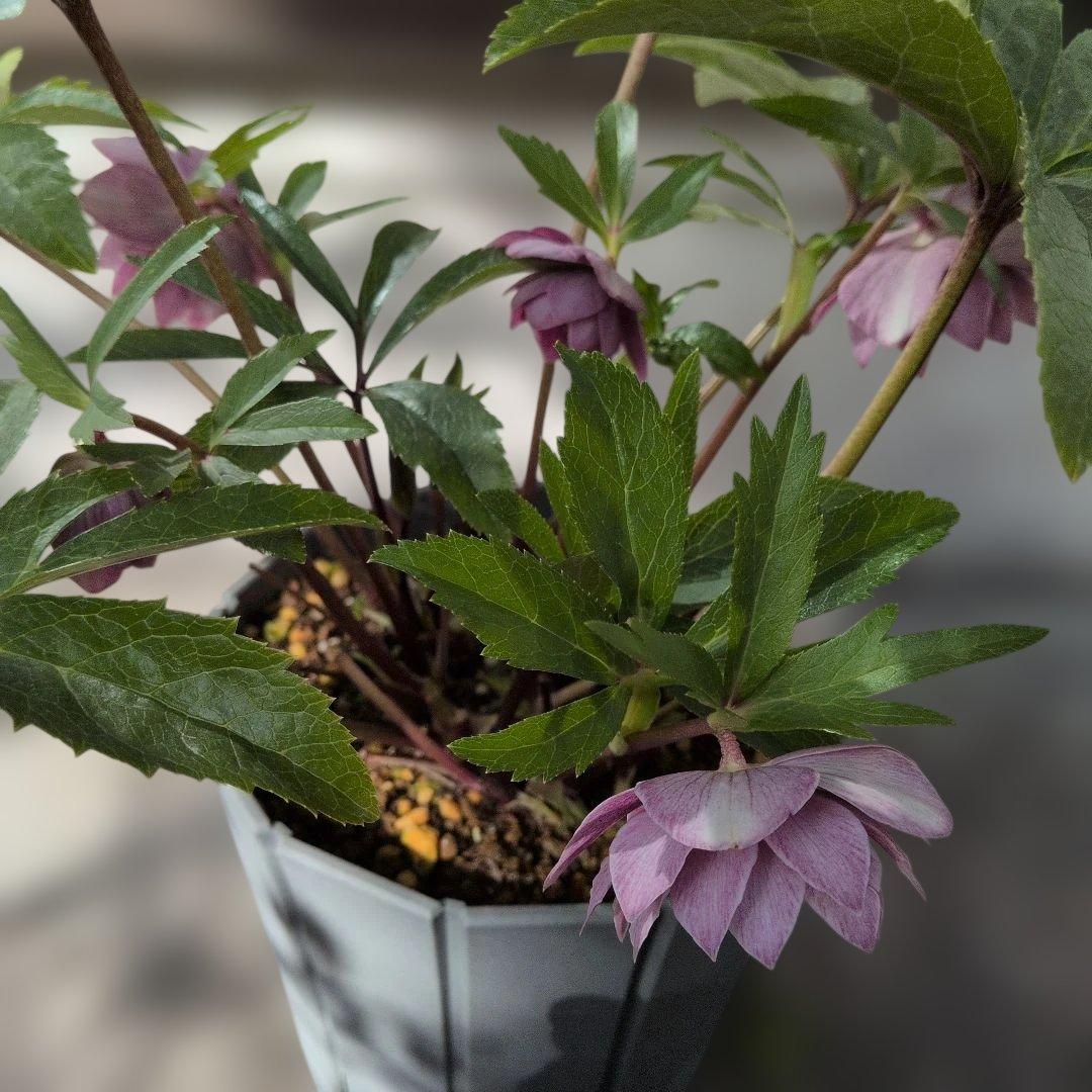 ✿広瀬✿オーレアグラデクリスマスローズ苗開花株・送料無料