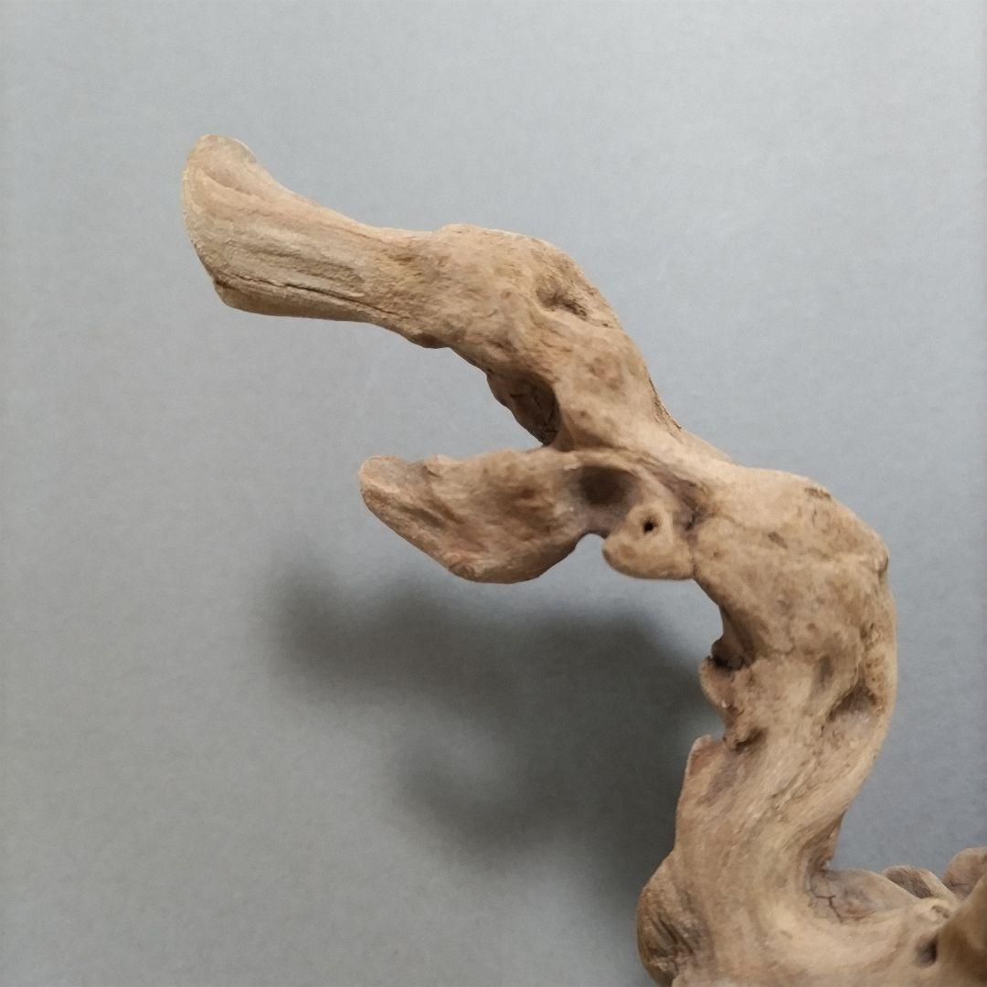 【匿名配送】龍形 マングローブ流木 オブジェ