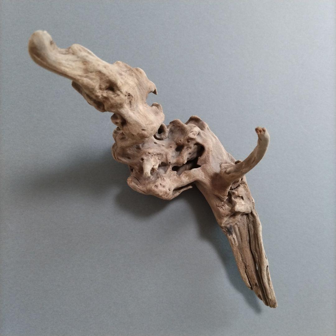 【匿名配送】龍形 マングローブ流木 オブジェ