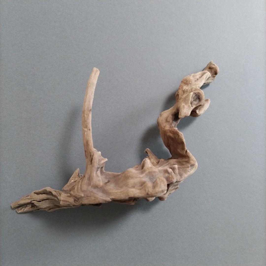 【匿名配送】龍形 マングローブ流木 オブジェ
