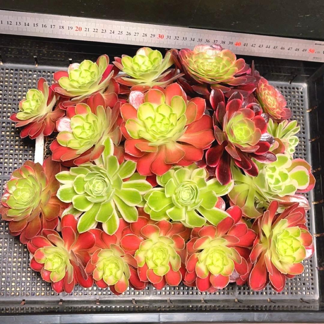 12#植物アエオニウム❤️サラダボール中斑錦❤️18頭35cm 钵つきゆうパック発送