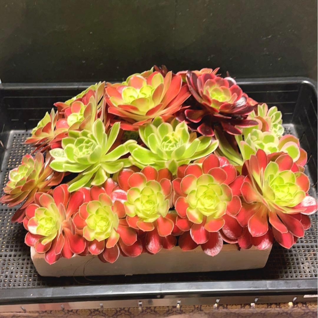 12#植物アエオニウム❤️サラダボール中斑錦❤️18頭35cm 钵つきゆうパック発送