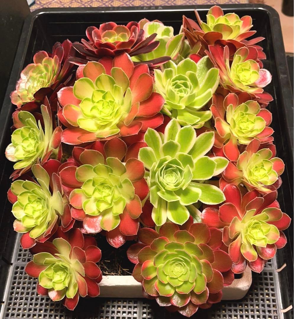 12#植物アエオニウム❤️サラダボール中斑錦❤️18頭35cm 钵つきゆうパック発送