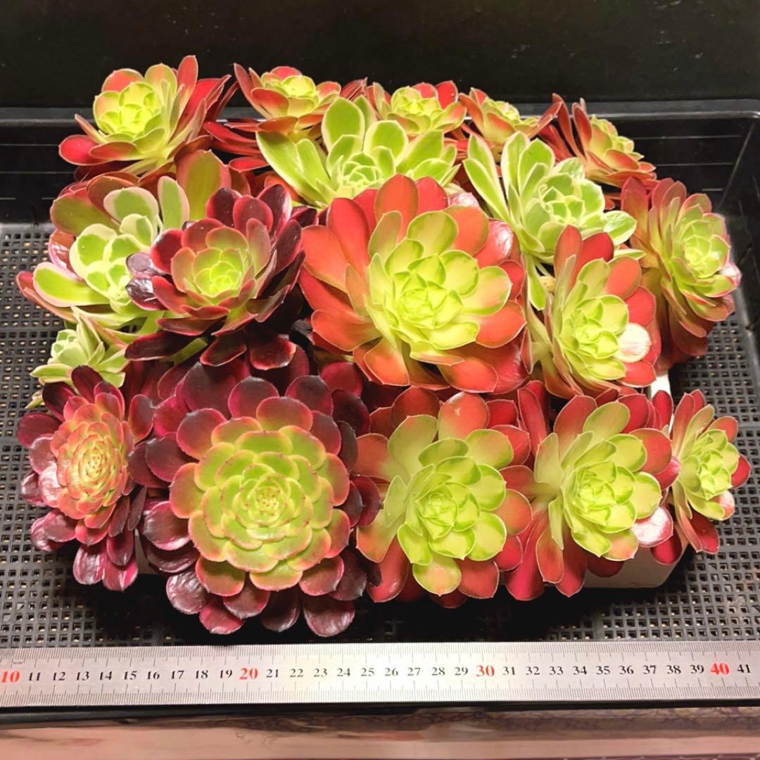 12#植物アエオニウム❤️サラダボール中斑錦❤️18頭35cm 钵つきゆうパック発送