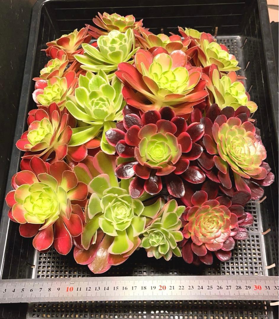 12#植物アエオニウム❤️サラダボール中斑錦❤️18頭35cm 钵つきゆうパック発送