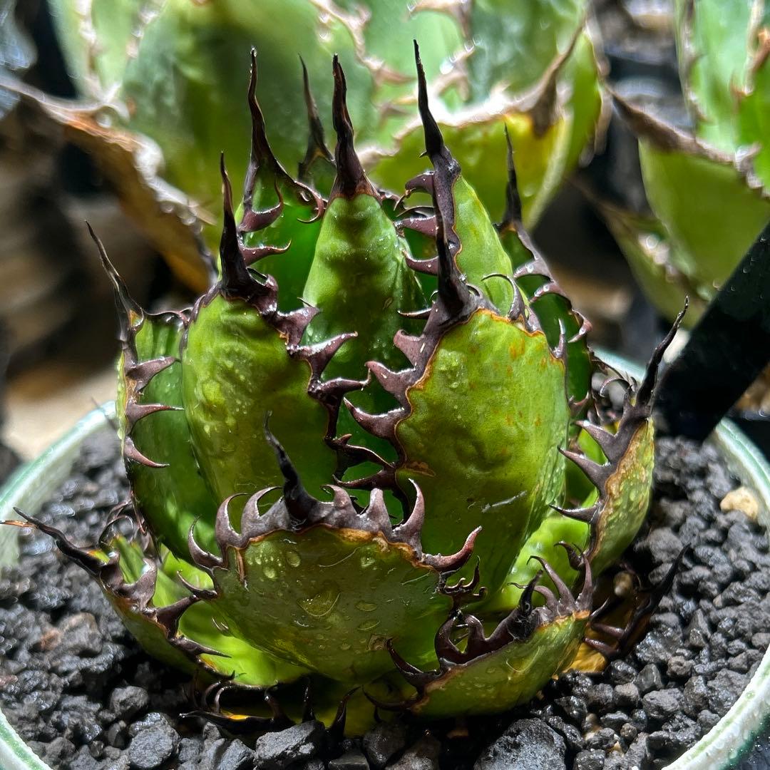 陽炎ホリダ　極陽炎　ボールタイプ　ドワーフ　特選S株　プレステラ発送　特価