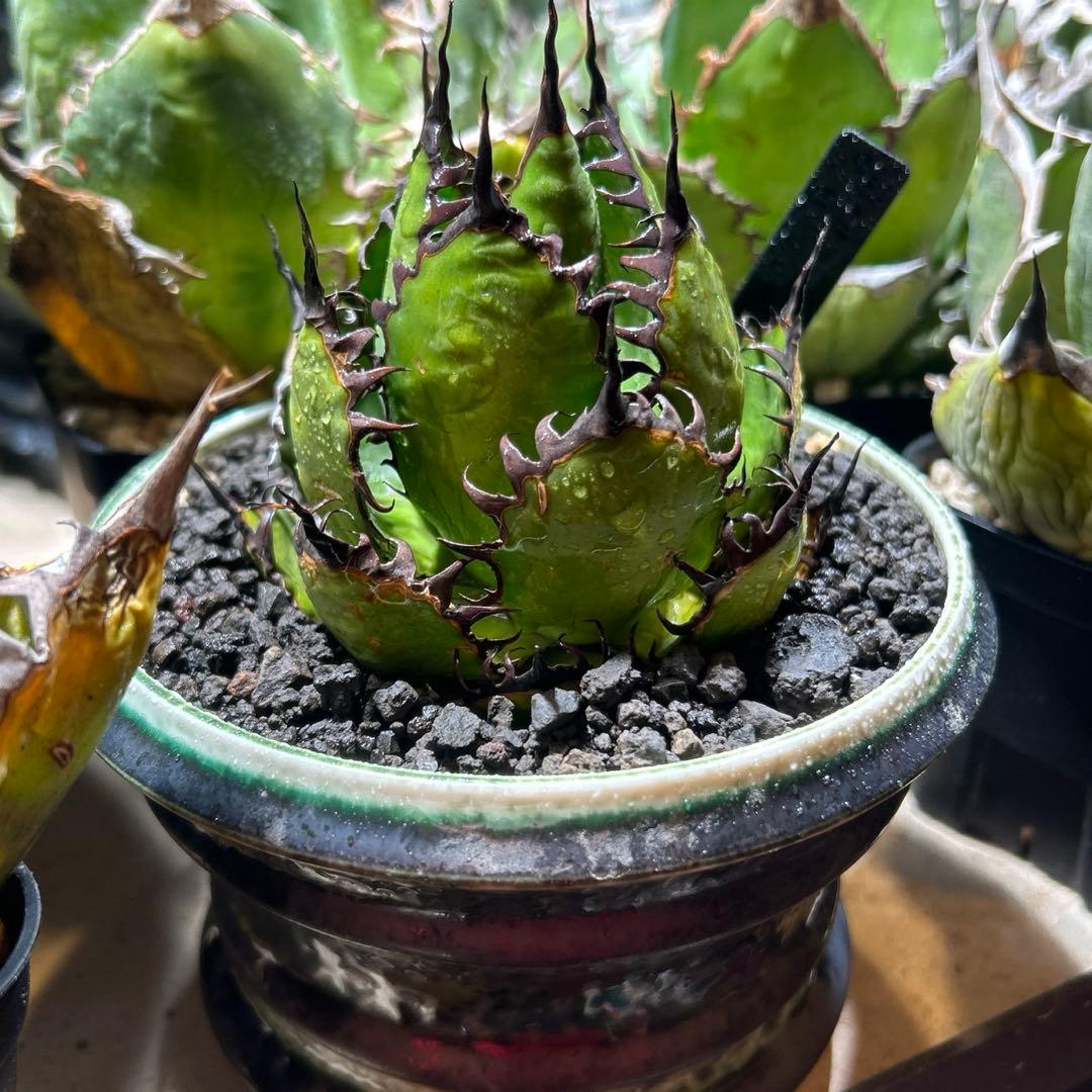 陽炎ホリダ　極陽炎　ボールタイプ　ドワーフ　特選S株　プレステラ発送　特価