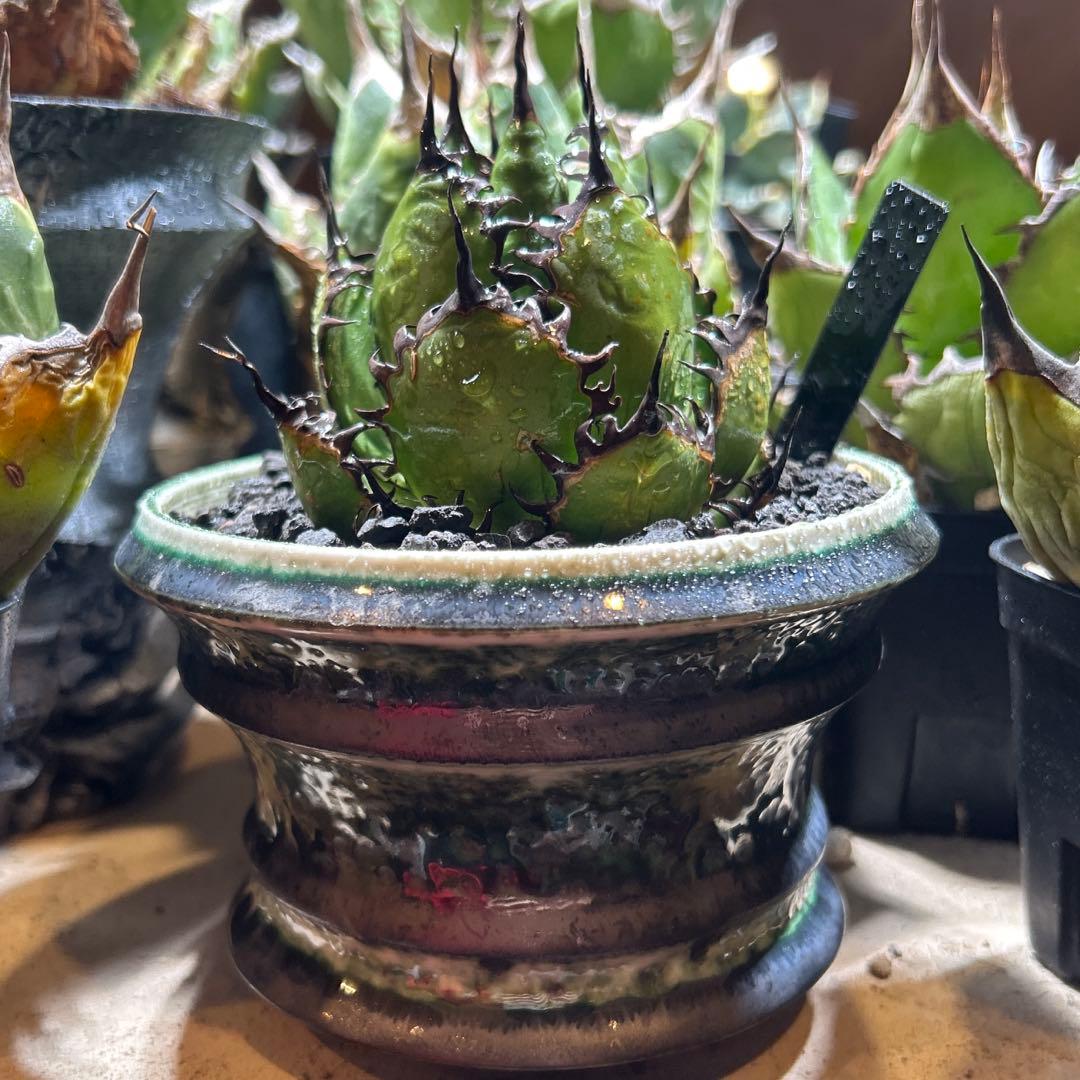 陽炎ホリダ　極陽炎　ボールタイプ　ドワーフ　特選S株　プレステラ発送　特価