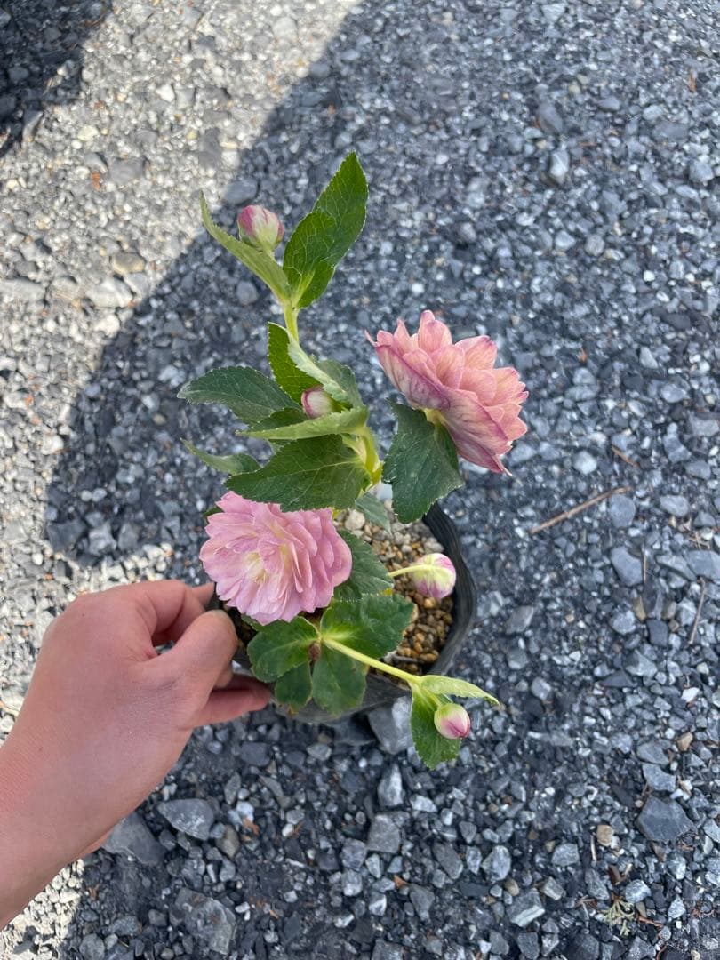 26-179 ピンクゴールド交配 加藤農園 クリスマスローズ