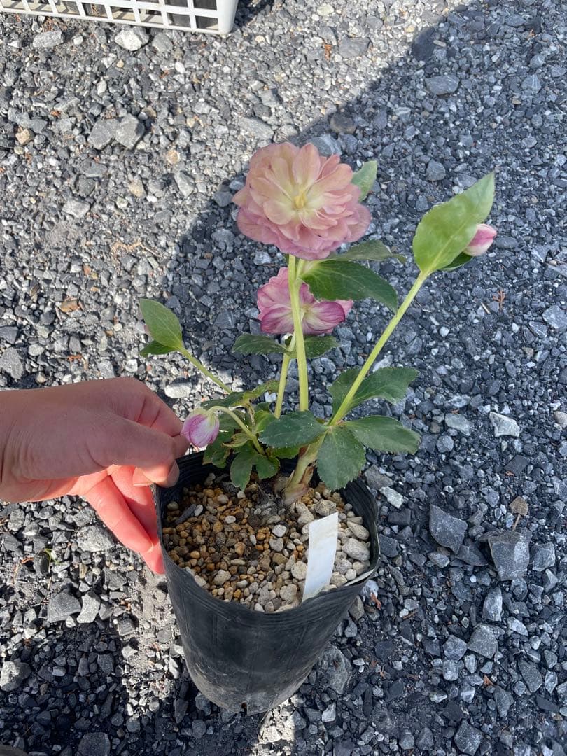 26-179 ピンクゴールド交配 加藤農園 クリスマスローズ