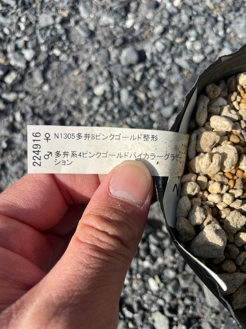 26-179 ピンクゴールド交配 加藤農園 クリスマスローズ