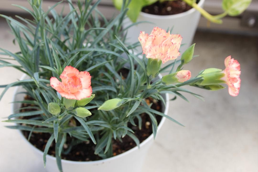 初心者におすすめ❣️ Canon kiss x5 スマホ転送 自撮りOK