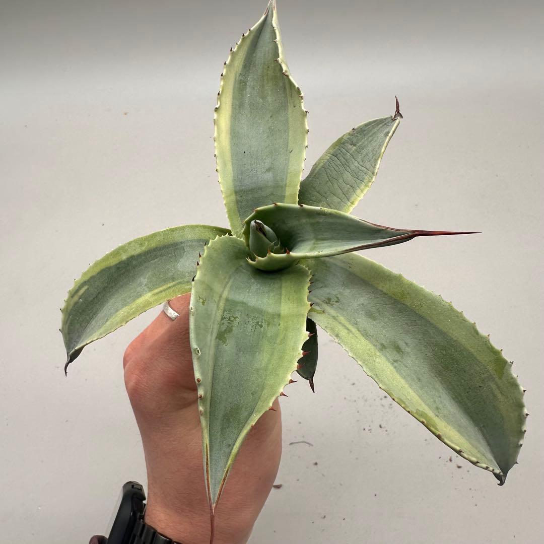 し*ゃ様 【龍門】“オバティフォリア“オルカ”地植え/-18℃まで/鮮明斑/巨大