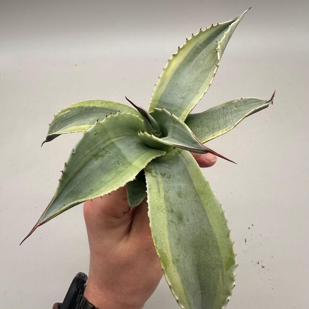 し*ゃ様 【龍門】“オバティフォリア“オルカ”地植え/-18℃まで/鮮明斑/巨大