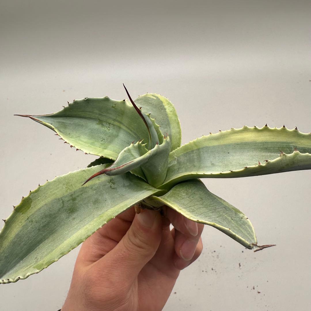 し*ゃ様 【龍門】“オバティフォリア“オルカ”地植え/-18℃まで/鮮明斑/巨大