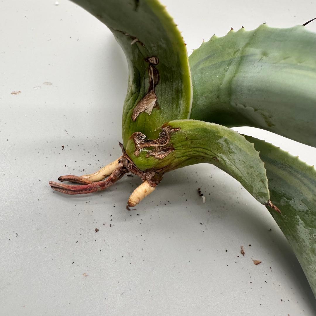 し*ゃ様 【龍門】“オバティフォリア“オルカ”地植え/-18℃まで/鮮明斑/巨大