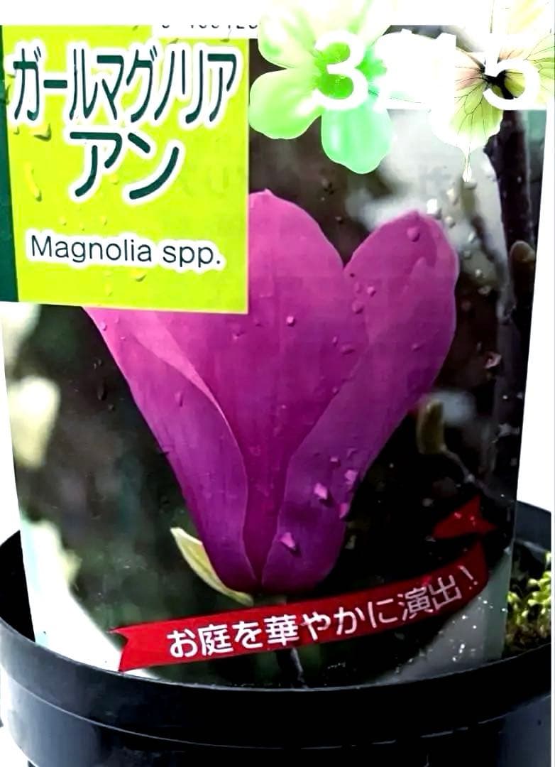 モクレン　木蓮　ガールマグノリア　アン　シモクレン　シデコブシ　花木　落葉樹