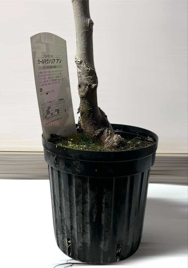 モクレン　木蓮　ガールマグノリア　アン　シモクレン　シデコブシ　花木　落葉樹