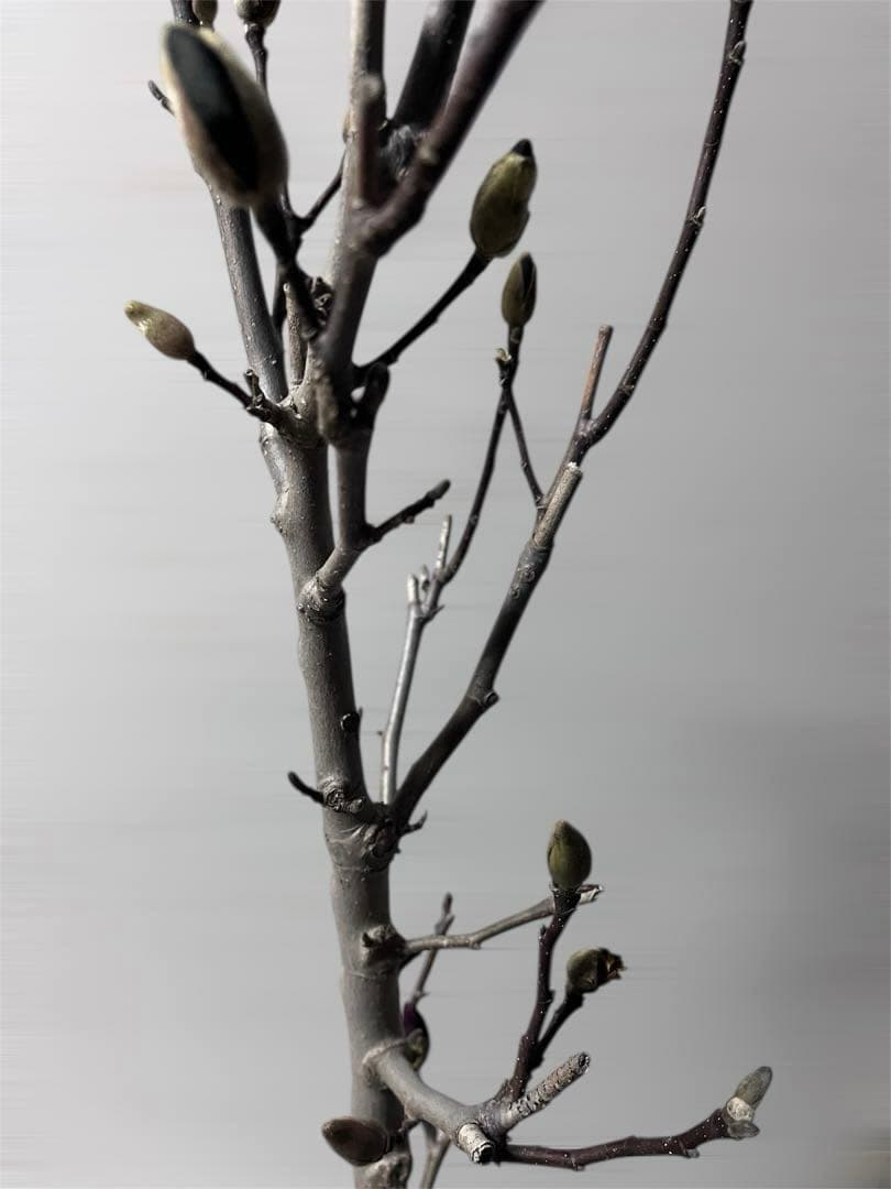 モクレン　木蓮　ガールマグノリア　アン　シモクレン　シデコブシ　花木　落葉樹