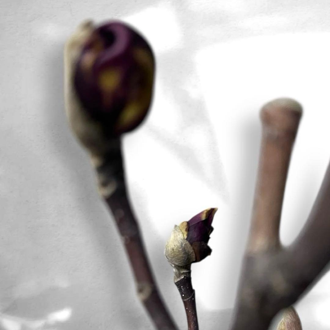 モクレン　木蓮　ガールマグノリア　アン　シモクレン　シデコブシ　花木　落葉樹