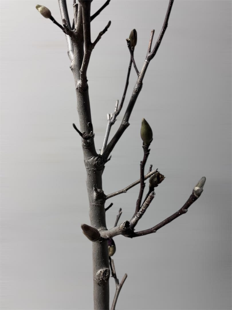 モクレン　木蓮　ガールマグノリア　アン　シモクレン　シデコブシ　花木　落葉樹