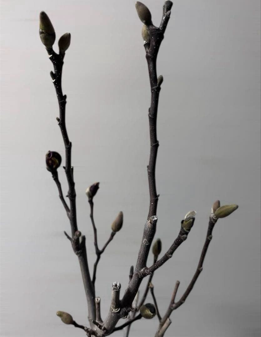 モクレン　木蓮　ガールマグノリア　アン　シモクレン　シデコブシ　花木　落葉樹