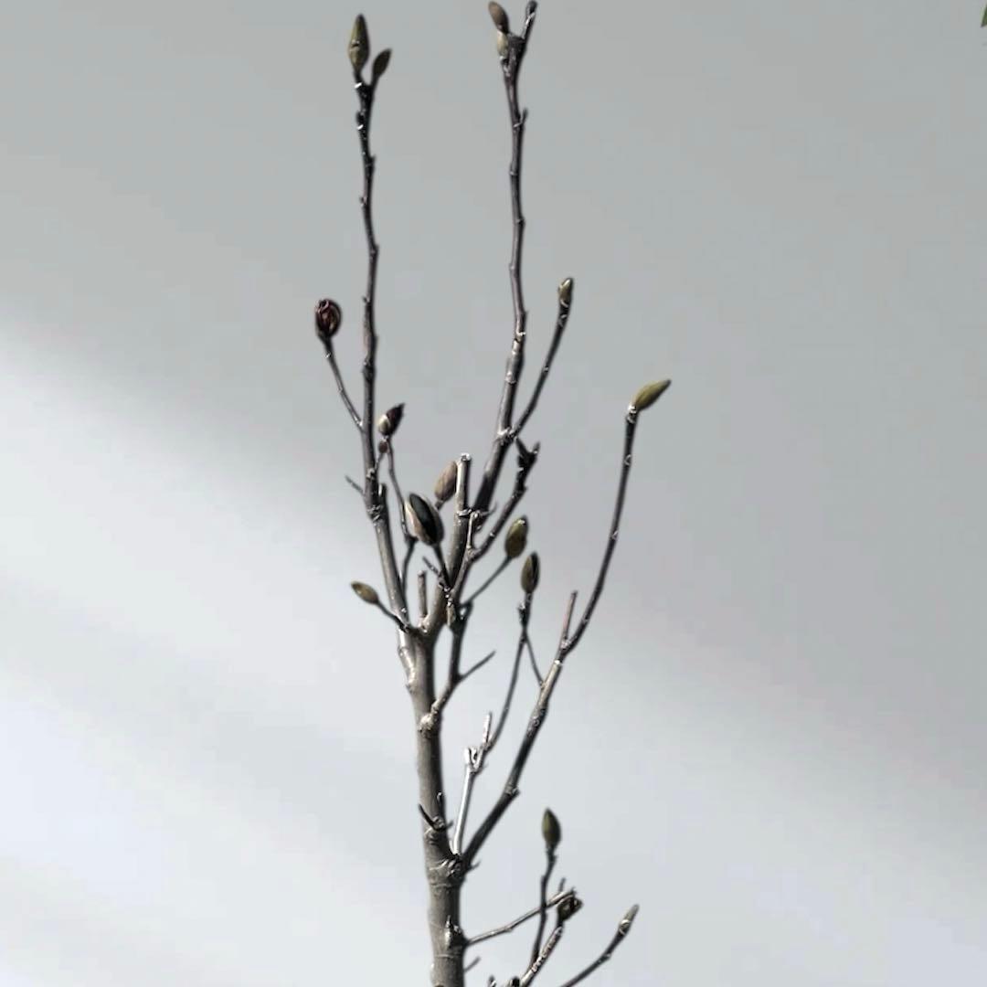 モクレン　木蓮　ガールマグノリア　アン　シモクレン　シデコブシ　花木　落葉樹