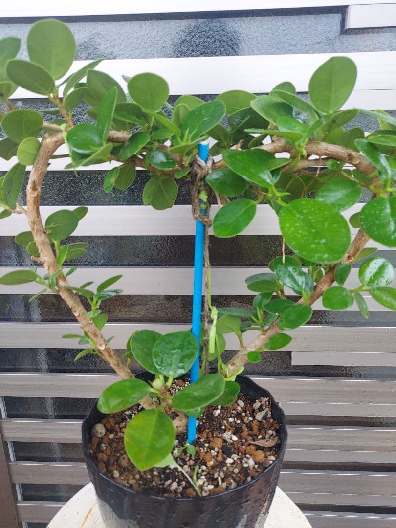 ガジュマル ハート型 らくらくメルカリ便発送‼️