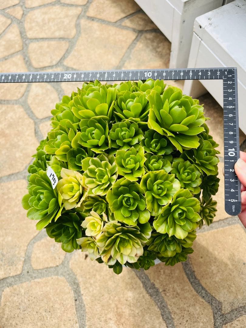 アエオニウム　真丸ボール型 エメラルドガラス　＃1703 特大群生古株