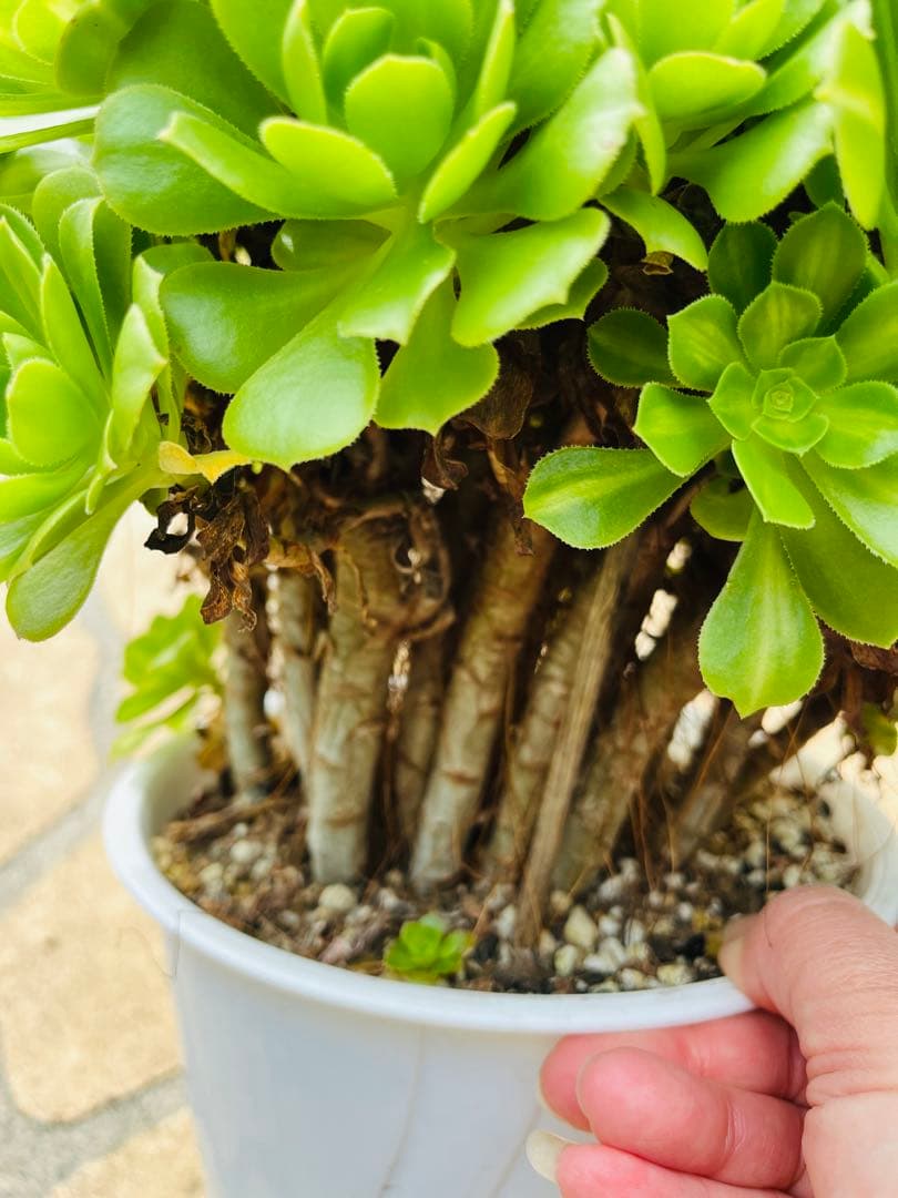 アエオニウム　真丸ボール型 エメラルドガラス　＃1703 特大群生古株