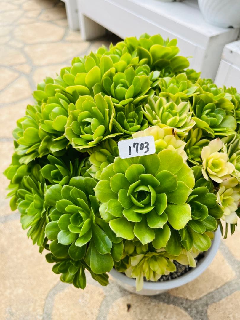 アエオニウム　真丸ボール型 エメラルドガラス　＃1703 特大群生古株