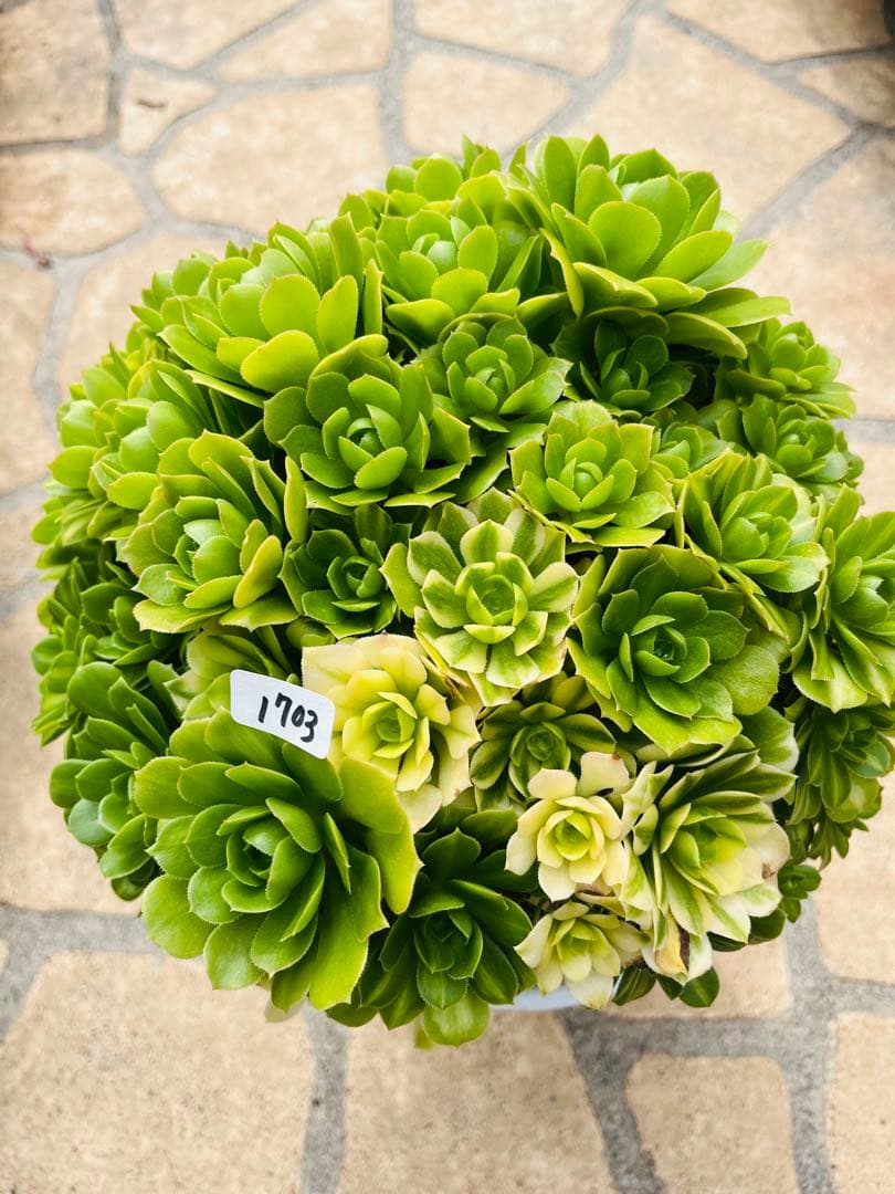 アエオニウム　真丸ボール型 エメラルドガラス　＃1703 特大群生古株