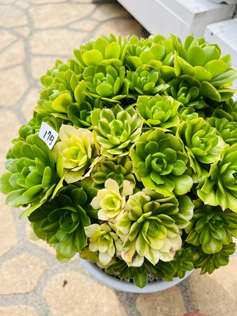 アエオニウム　真丸ボール型 エメラルドガラス　＃1703 特大群生古株