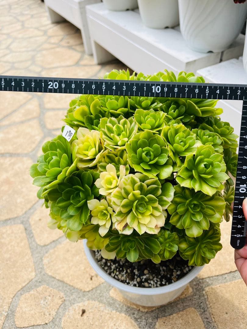 アエオニウム　真丸ボール型 エメラルドガラス　＃1703 特大群生古株