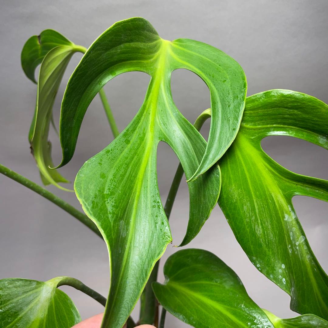 ル*ス様 a140モンステラ バールマルクスフレーム