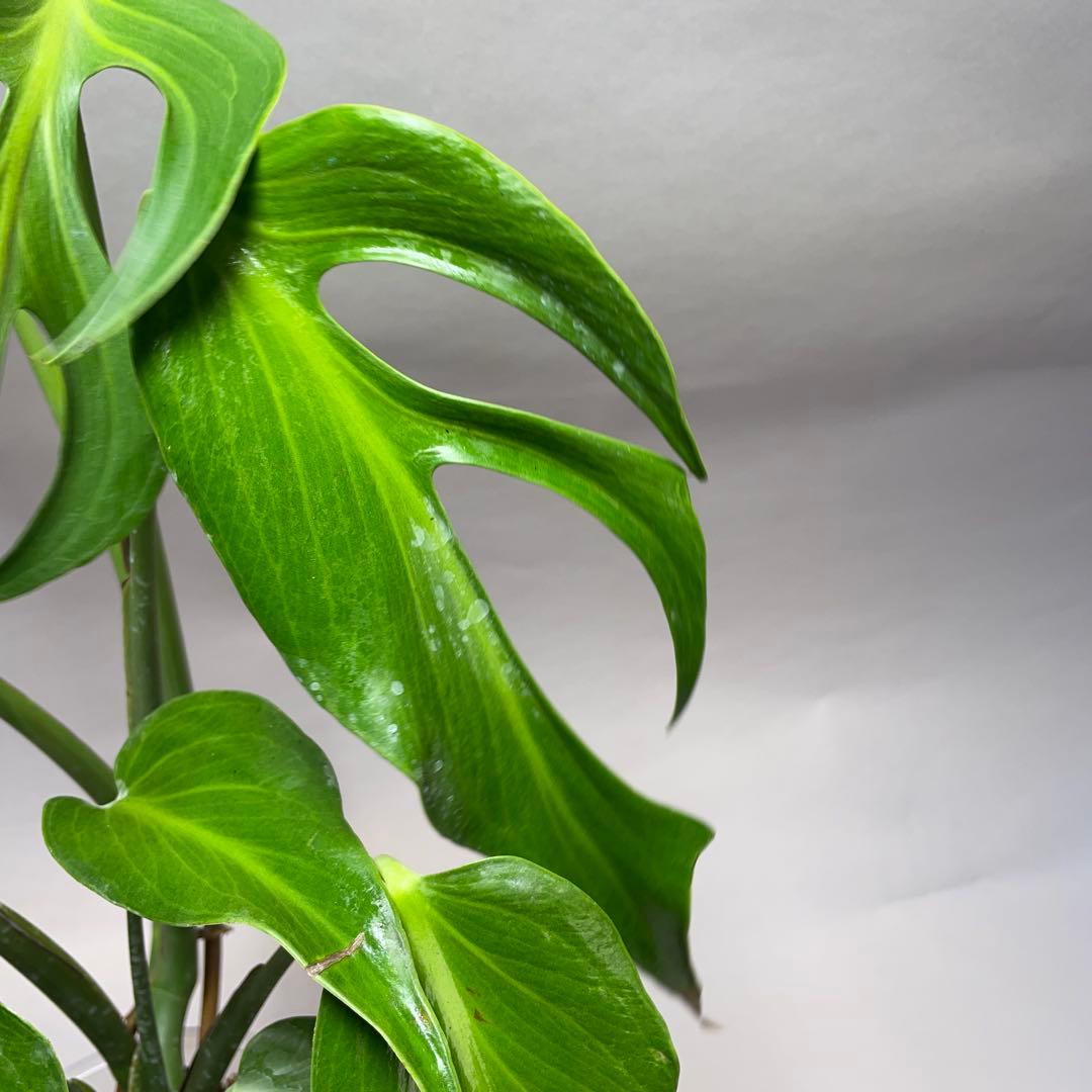 ル*ス様 a140モンステラ バールマルクスフレーム