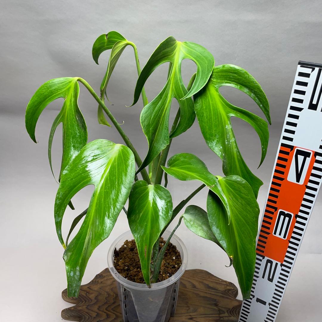 ル*ス様 a140モンステラ バールマルクスフレーム