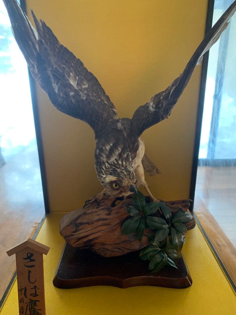 さしば鷹中国産【新潟県引き取り希望】