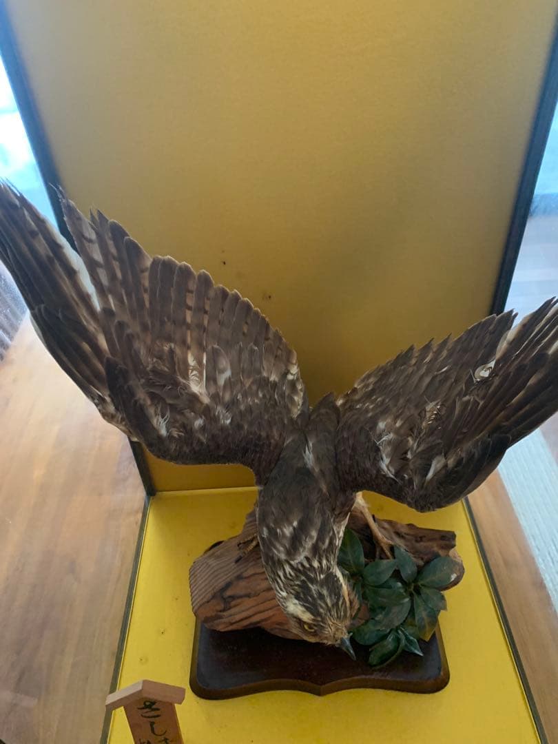 さしば鷹中国産【新潟県引き取り希望】