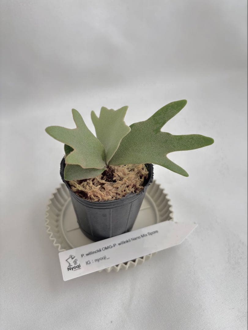 【メルカリ便】P. willinckii OMG × Nano spore【21